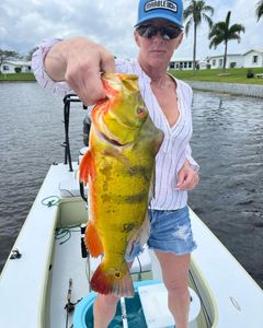 Peacock bass caught while fishing in Delray Beach