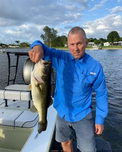 Largemouth Bass caught in FL