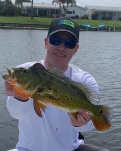 Peacock Bass caught in Delray Beach