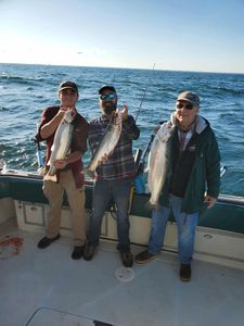 Three rainbow trout caught while fishing in Olcott