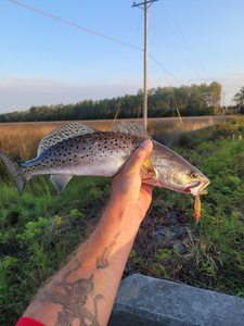 Spotted Weakfish caught while fishing in NC