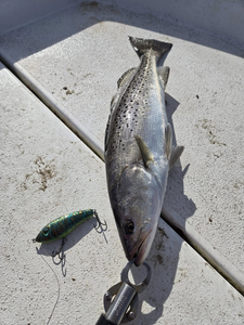 Fisherman with catch at Morehead City