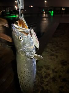 Speckled trout caught on fishing lure in Morehead City NC at night