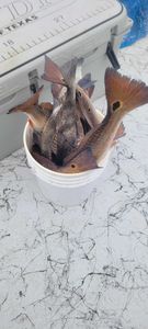 Finest Redfish Caught In Texas