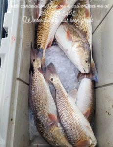 Redfish Fishing Haul In Texas