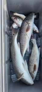 Fresh caught redfish on ice in cooler from Port O'Connor TX fishing trip