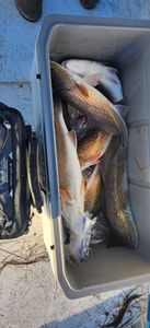 Two fish caught while fishing in TX