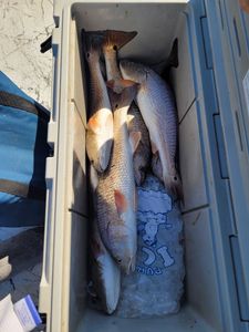 Two redfish caught in TX