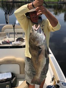 Image of a large black drum fish caught in Cape Coral