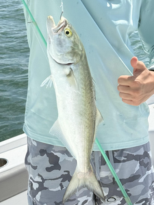 Tackle versatility pays off with a prized bluefish in Cape Coral!