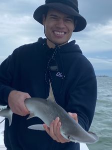 Bonnethead shark caught in Cape Coral