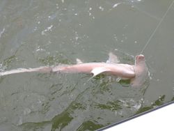 Bonnethead shark caught while fishing in Cape Coral