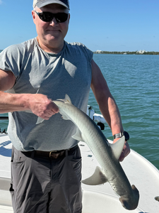 Nice bonnethead shark catch in Cape Coral waters!