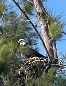 Great fishing trip in Cape Coral