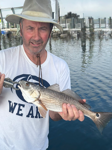 Cape Coral redfish 