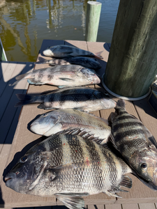 Five Cape Coral sheepshead lined up perfectly!