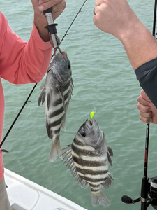 Nice pair of Cape Coral sheepshead on the hooks!