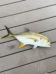 Cape Coral Crevalle Jack with bright yellow fins!