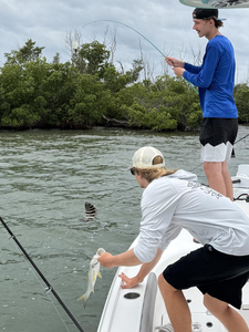 Fat snook action in Cape Coral Florida waters!