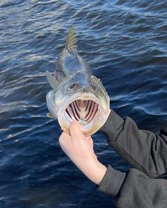 Fishing in the beautiful waters of Cape Coral