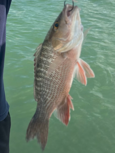 Nice grey snapper caught in Cape Coral FL waters!