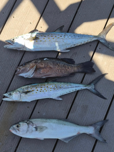 Fresh bluefish, Spanish mackerel, and grey snapper from Cape Coral!