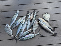 Mixed bag of Cape Coral species on the dock!