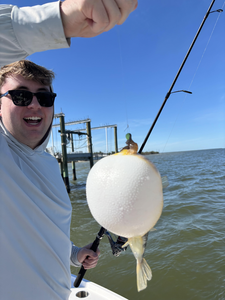 Nice pufferfish catch near the dock! Clear conditions made for an exciting fishing adventure.
