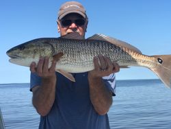 Redfish caught in Cape Coral