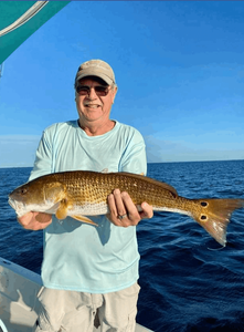 Redfish caught while fishing in Cape Coral