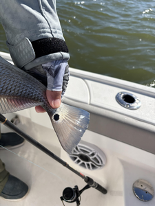 Nice redfish caught with heavy tackle in Cape Coral! Clear conditions made for an exciting day on the water.
