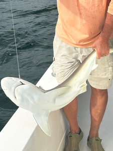 Sandbar shark landed in Cape Coral waters!