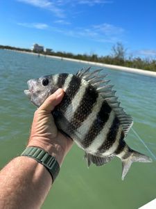 Sheepshead fish caught in Cape Coral