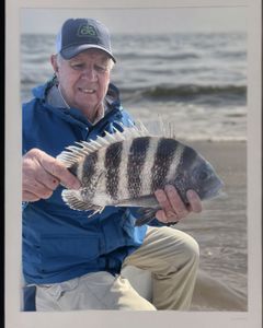 Sheepshead fish caught by angler in Cape Coral