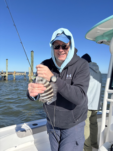 Nice sheepshead caught using heavy and light tackle at Burnt Store Boat Ramp today!