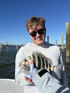 Nice sheepshead caught with heavy tackle at Burnt Store Boat Ramp under clear skies!