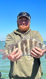 Sheepshead fish caught while fishing in Cape Coral