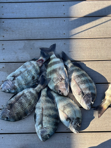 Six Cape Coral sheepshead lined up on the dock!