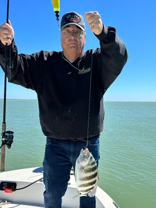 Sheepshead fish caught in FL
