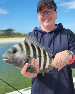 Sheepshead fish caught in FL