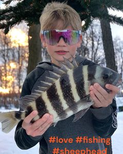 Sheepshead fish caught in FL during fishing