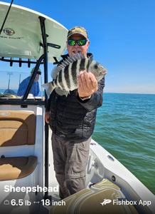 Hooked a feisty sheepshead while battling the elements in Cape Coral!