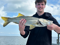 Nice snook on heavy tackle in Cape Coral! Yellow fins looking great.