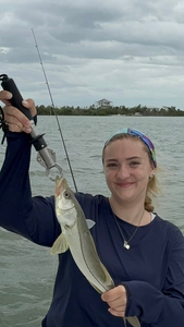 Cape Coral snook putting up a fight!