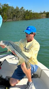 Snook fish caught in FL