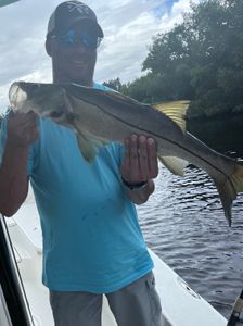 Snook, a 236-inch fish, caught in Cape Coral