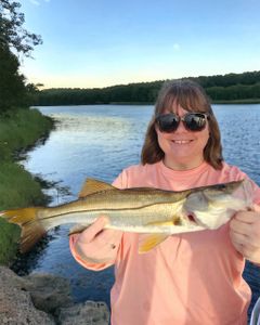 Snook fish caught fishing in FL