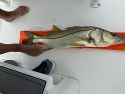 A snook fish caught while fishing in Cape Coral