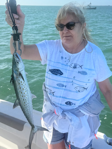 Fresh Spanish mackerel from Cape Coral waters!