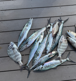 Fresh Spanish Mackerel and Sheepshead from Cape Coral waters!